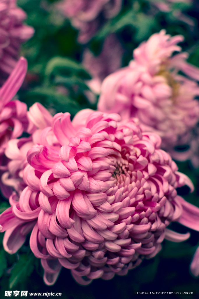 秋菊