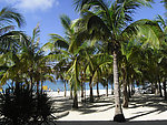 海滩椰树林