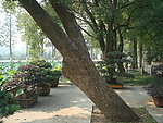 园林风景
