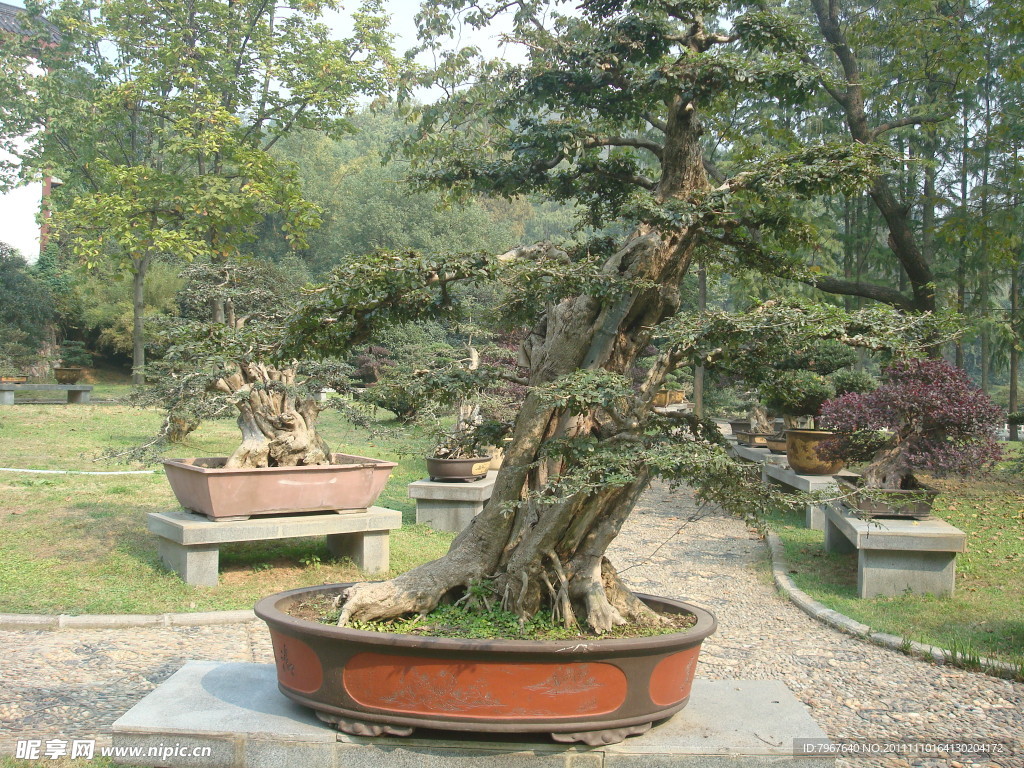 盆景