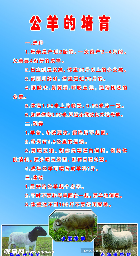 公羊的培育