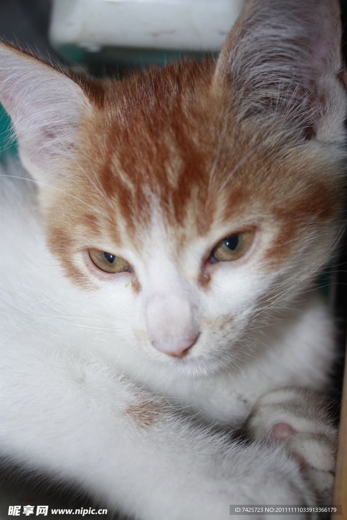 猫咪