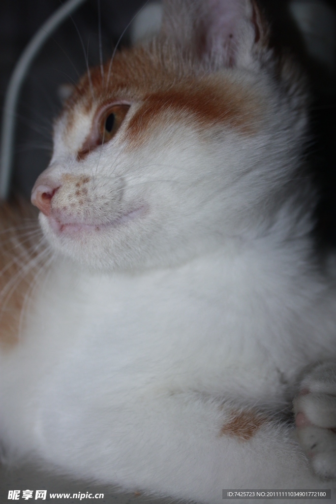 猫咪