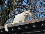 屋檐上的猫