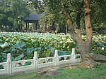 园林风景