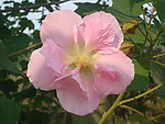 木槿花