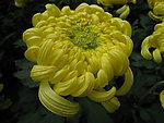 菊花 黄菊 金丝菊