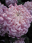 菊花 粉红菊花 花苞
