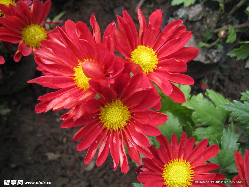 菊花 红菊花 小雏菊