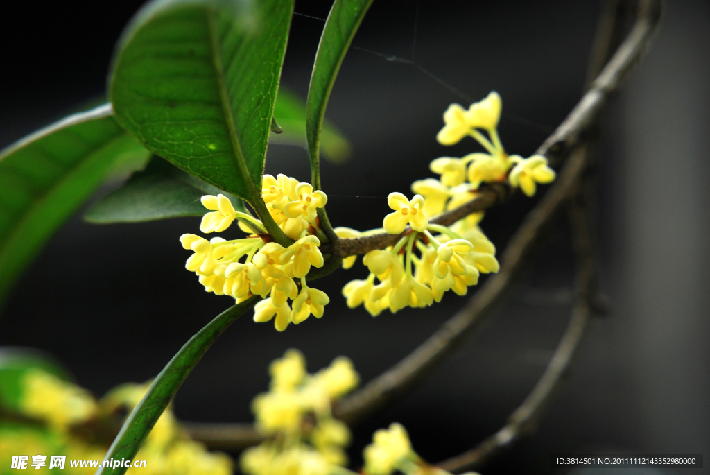 桂花