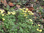 野生黄菊花