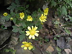 野生黄菊花