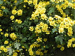 野生黄菊花