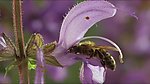 蜜蜂采蜜