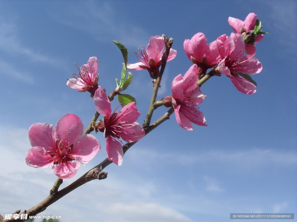 桃花