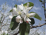 苹果花(非高清)