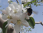 蜜蜂采蜜