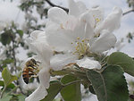 蜜蜂采蜜