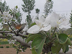 苹果花