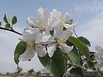 苹果花(非高清)