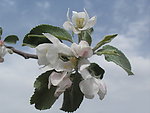 苹果花(非高清)