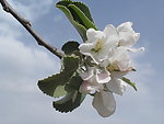 苹果花(非高清)