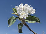 苹果花(非高清)