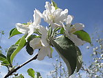 苹果花(非高清)