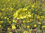 油菜花