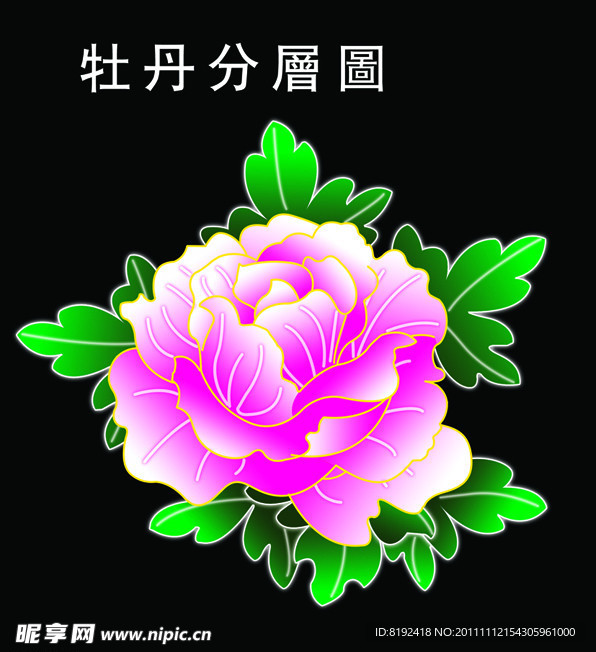 牡丹花