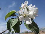 苹果