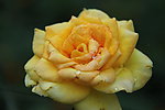月季花