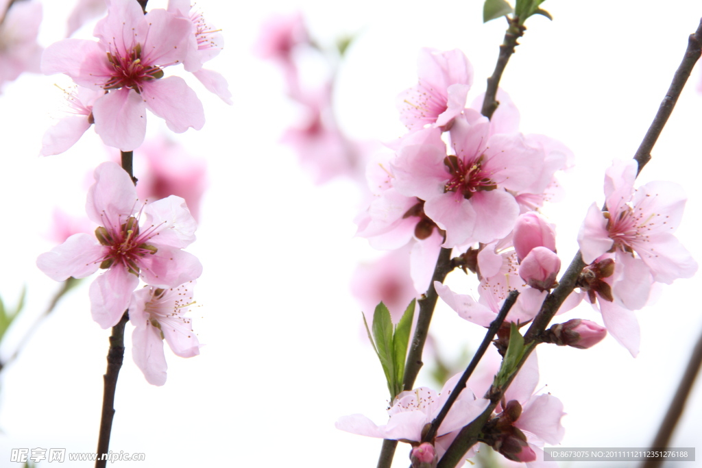 桃花