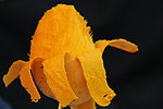 芒果