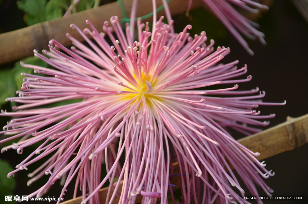菊花