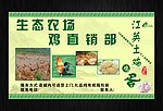 鸡图片