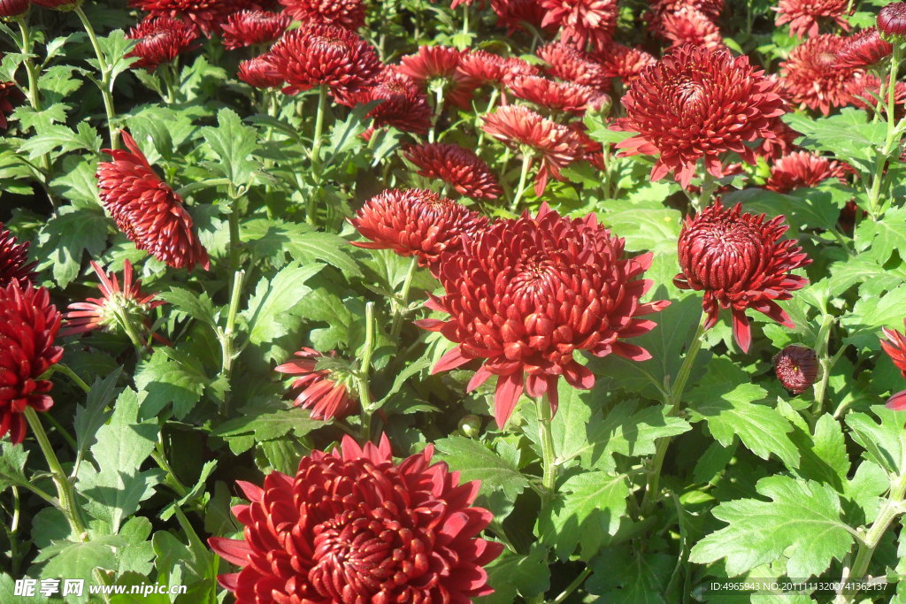 菊花