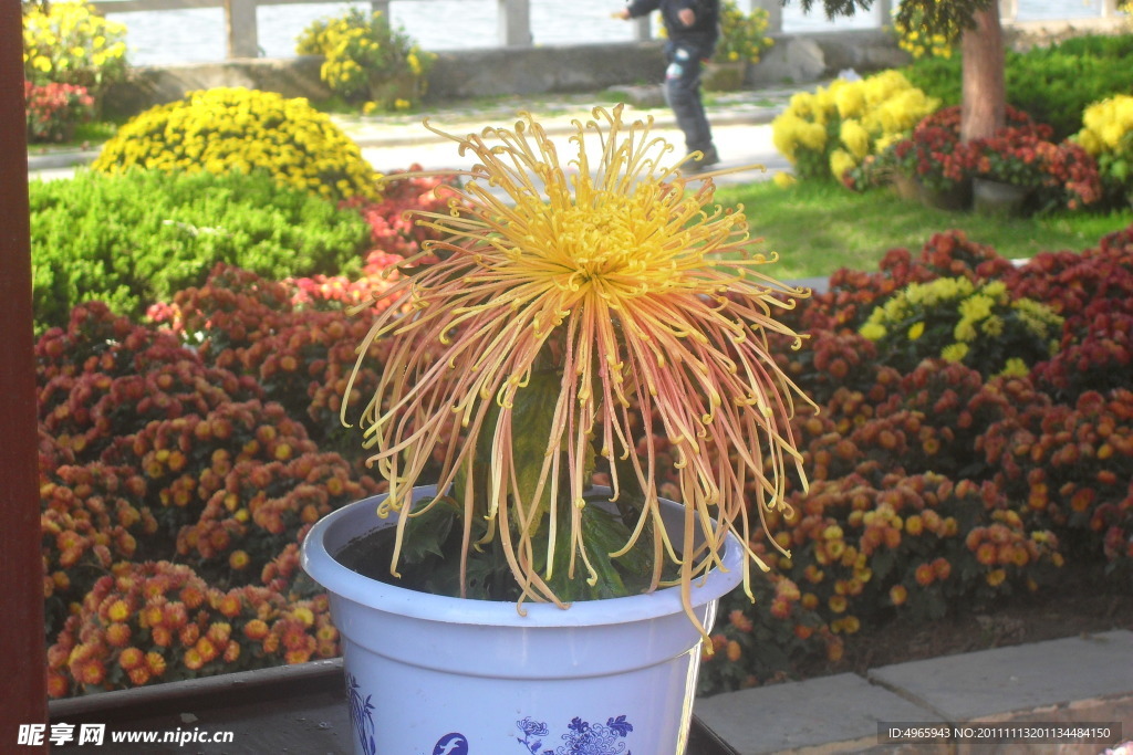 菊花