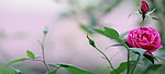 月季