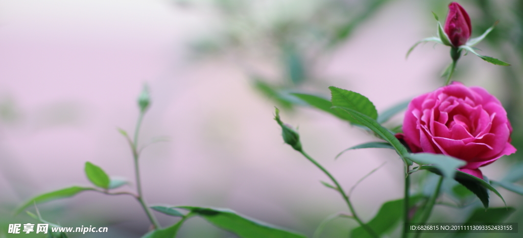 月季