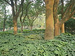 园林自然景观