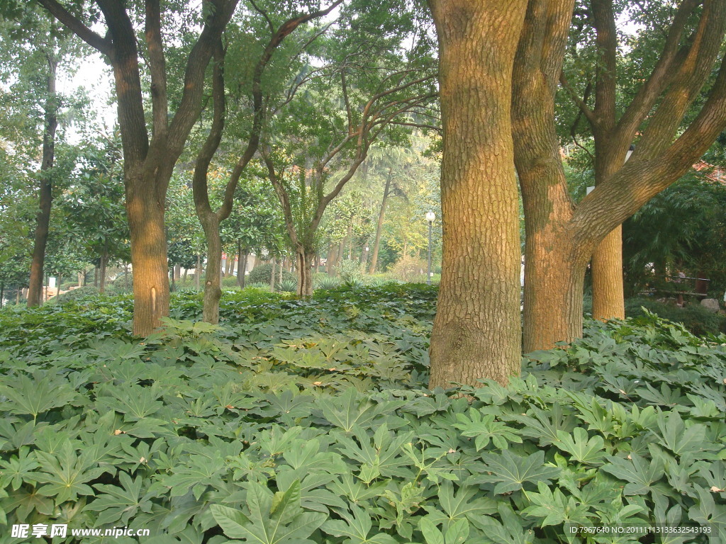 园林自然景观