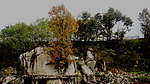 石中树