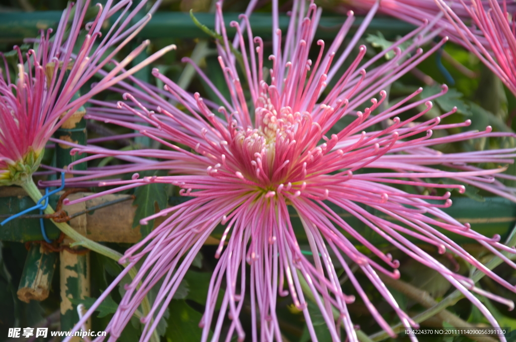 菊花