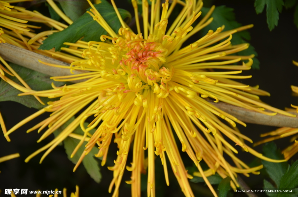 菊花