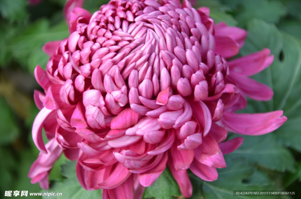 菊花