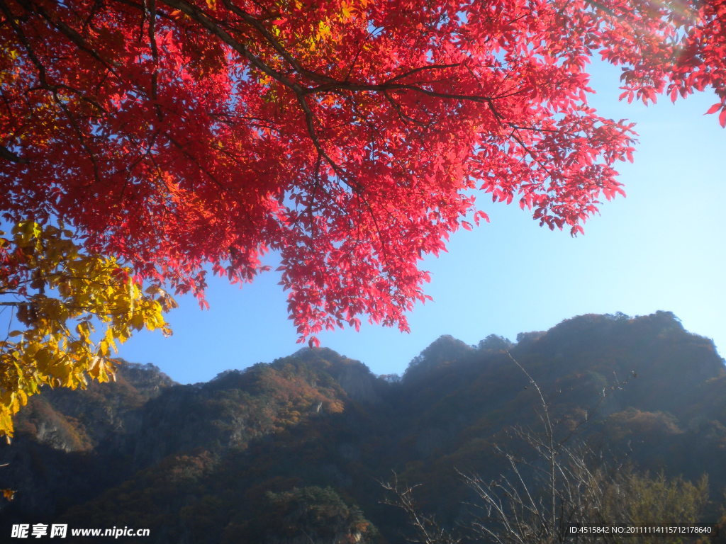 山枫