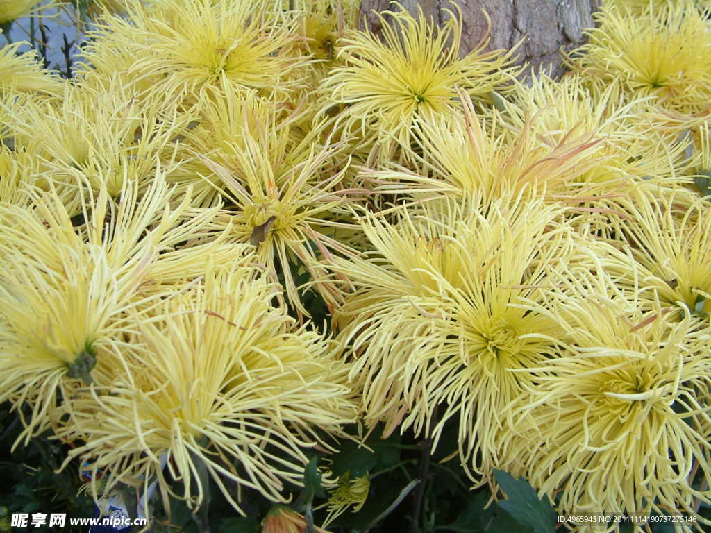 菊花