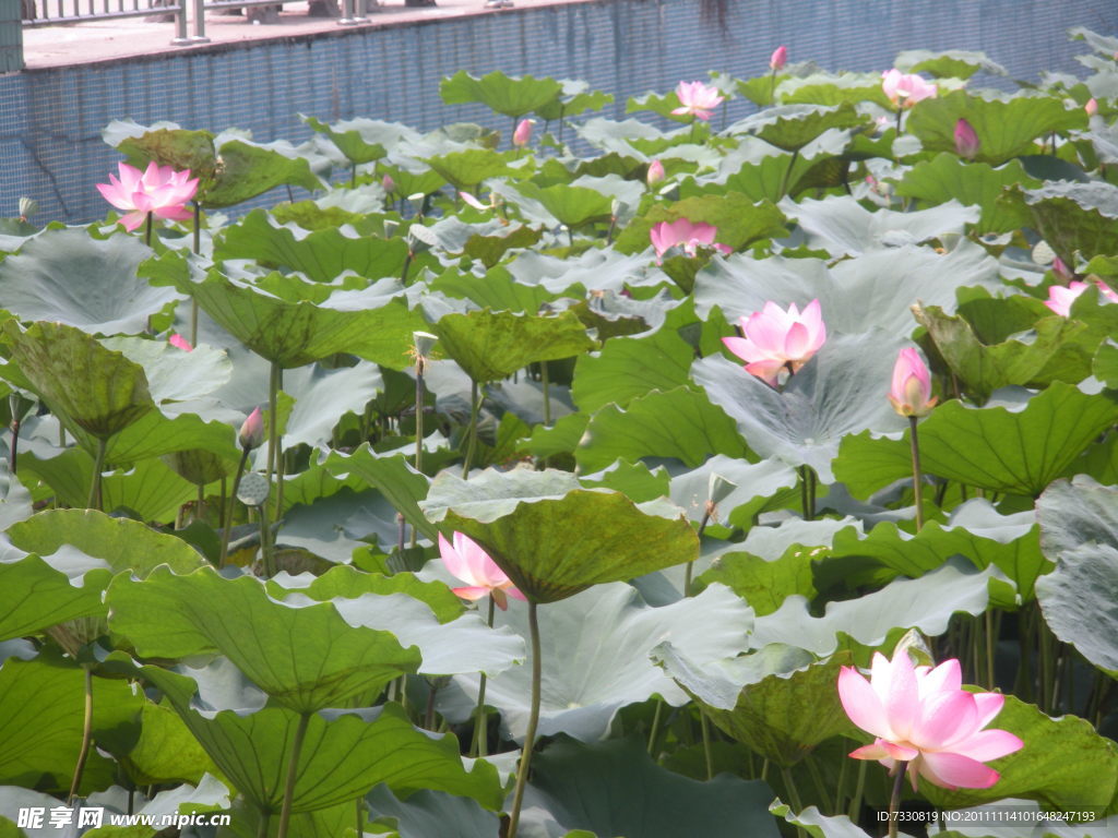 美丽 荷花