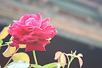 红花